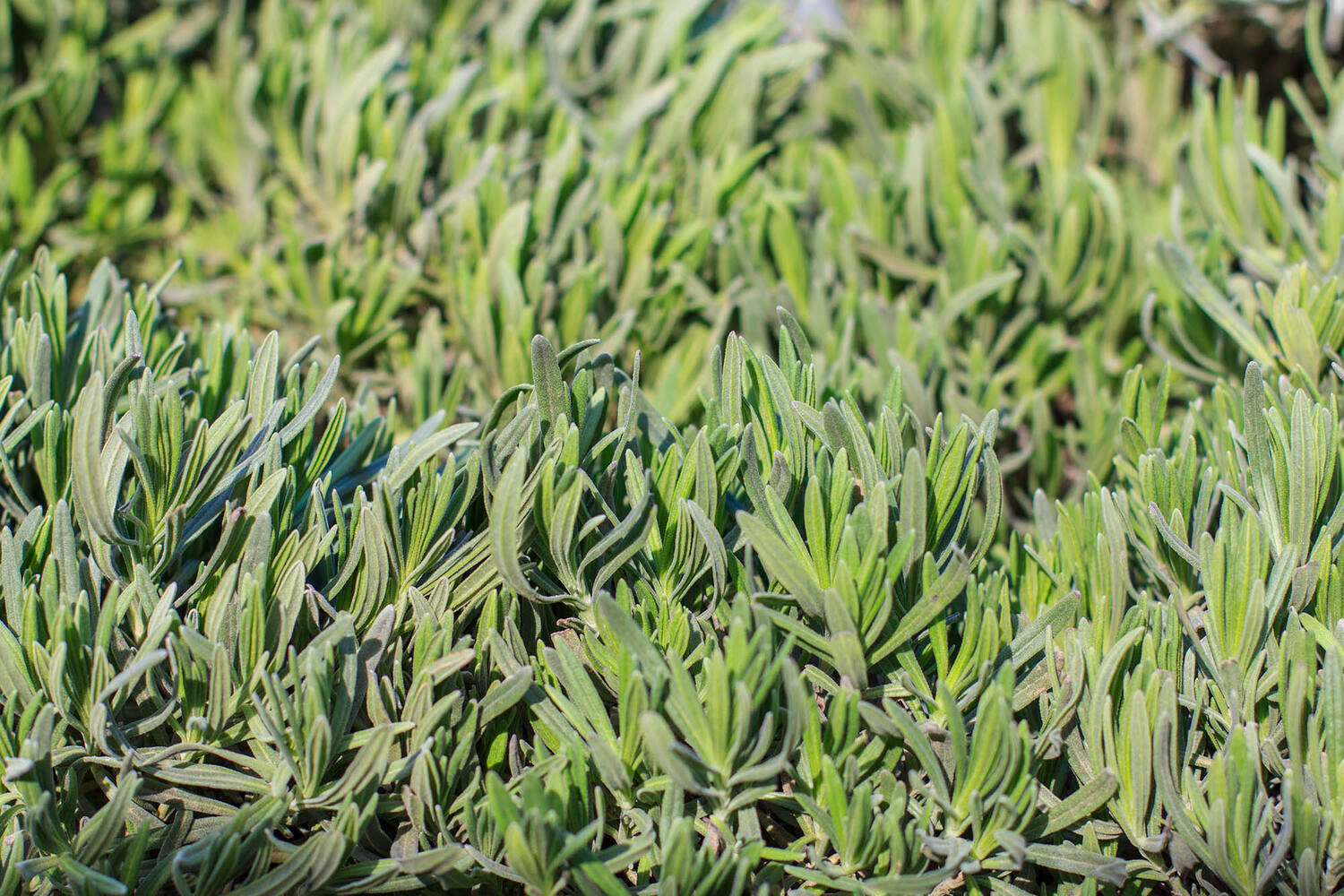 Lavendel blad 75-80gr stuk 2